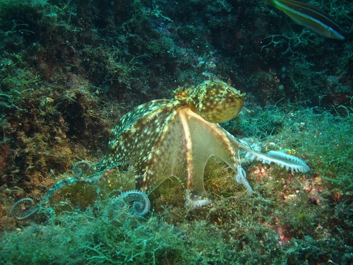 Representative image of Octopus salutii