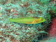 Gobius auratus