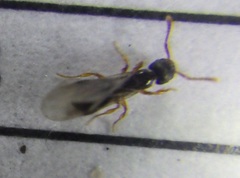 Myrmecina americana