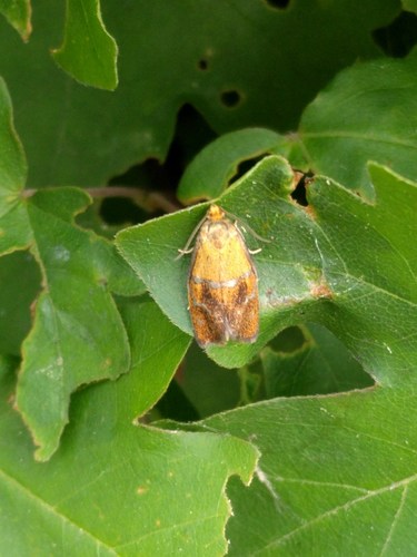 Brindled Tortrix, Zeewolde, Flevoland, Netherlands, photo 7 of 10