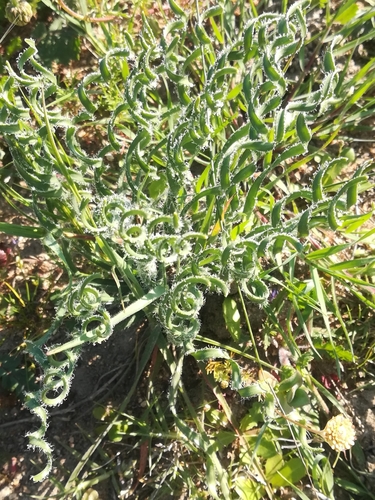 Image of Gethyllis ciliaris by (c) Noeleen du Toit, some rights reserved (CC BY-SA)