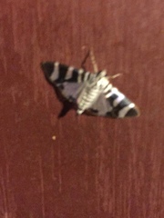 Lypotigris reginalis