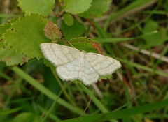 Scopula ternata