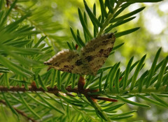 Xanthorhoe montanata