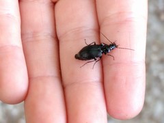 Limodromus