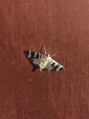 Lypotigris reginalis