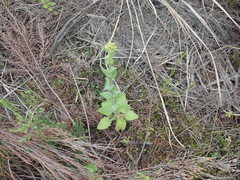 Senecio subcanescens