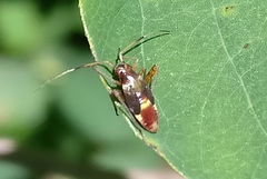 Closterotomus fulvomaculatus