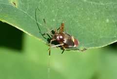 Closterotomus fulvomaculatus