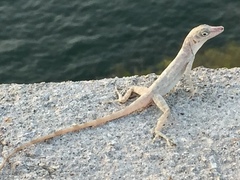 Anolis argenteolus