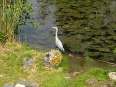 Ardea cinerea