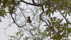 Halcyon chelicuti chelicuti