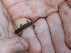 Lissotriton vulgaris