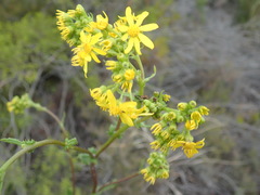 Senecio subcanescens