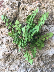 Adiantum deltoideum