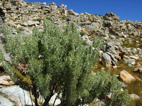 Image of Paranomus tomentosus by (c) marius, some rights reserved (CC BY)