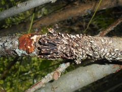 Hypocreopsis lichenoides