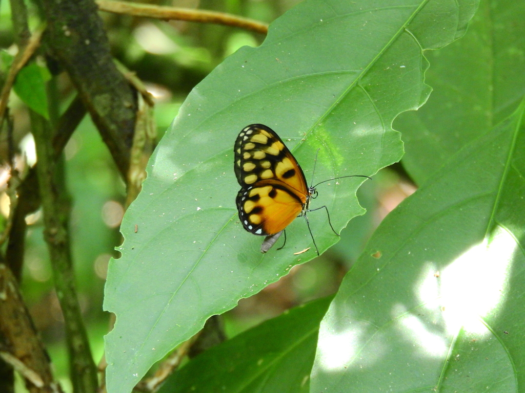 Godyris kedema