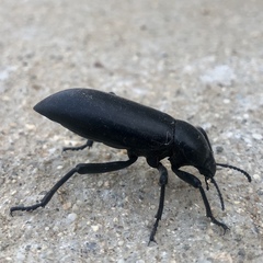 Eleodes subcylindrica