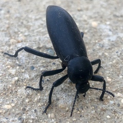 Eleodes subcylindrica