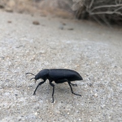 Eleodes subcylindrica