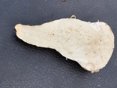 Catathelasma ventricosum