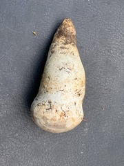 Catathelasma ventricosum