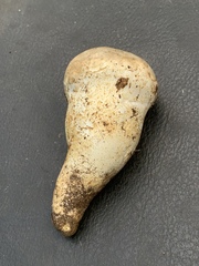 Catathelasma ventricosum