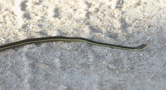 Thamnophis saurita image
