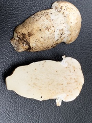 Catathelasma ventricosum