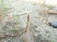 Zoysia macrostachya