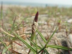 Zoysia macrostachya