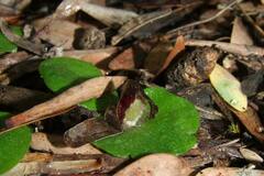 Corybas despectans