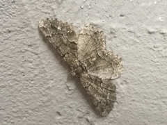 Peribatodes ilicaria