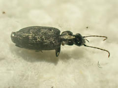 Sericoda bembidioides