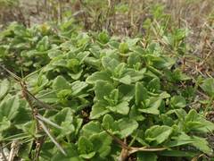 Melanthera prostrata