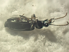 Sericoda bembidioides