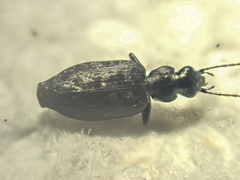 Sericoda bembidioides