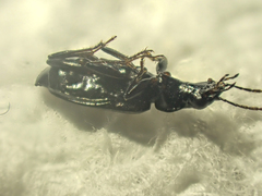 Sericoda bembidioides