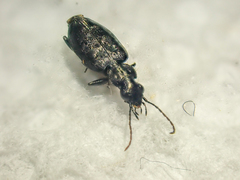 Sericoda bembidioides