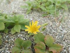 Melanthera prostrata