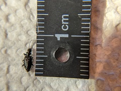 Sericoda bembidioides