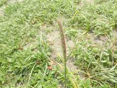 Ischaemum anthephoroides