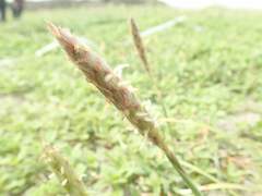 Ischaemum anthephoroides