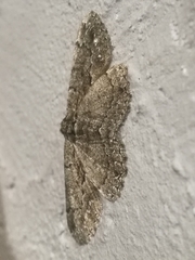 Peribatodes ilicaria