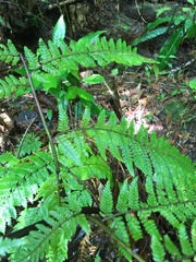 Diploderma polygonatum polygonatum