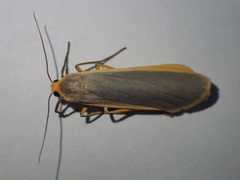 Eilema depressa