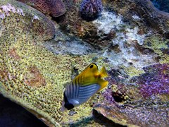 Chaetodon