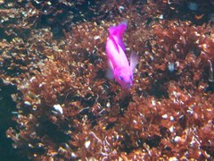 Pseudanthias pleurotaenia