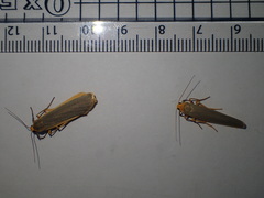 Eilema depressa